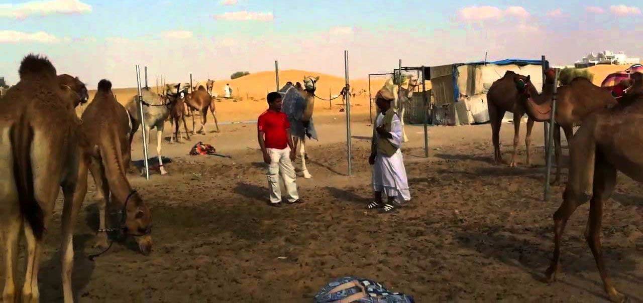 Lisaili Camel Market