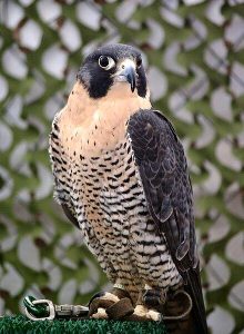 National Bird Of the UAE Falcon