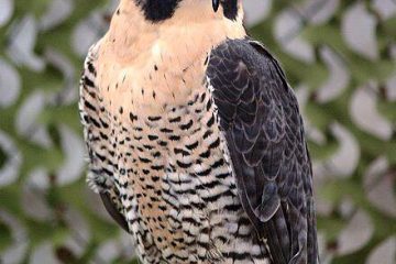 National Bird Of the UAE Falcon