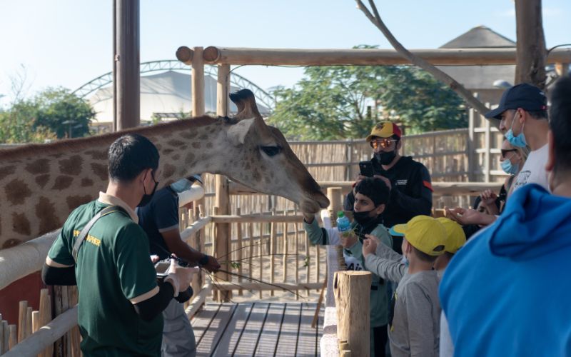 animal feeding dubai safari park