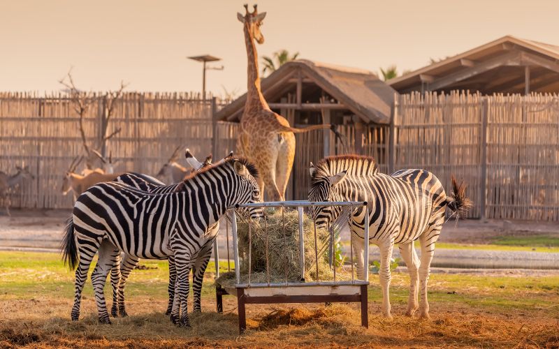 animals Dubai safari park