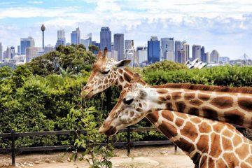 dubai safari park zoo