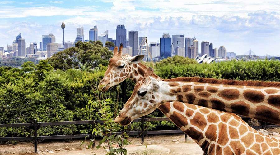 Dubai Safari Park –  Everything You Need to Know