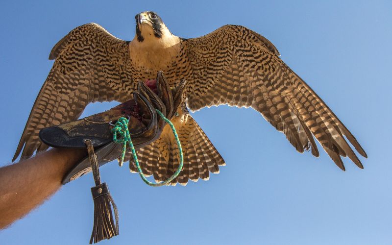 Falconry