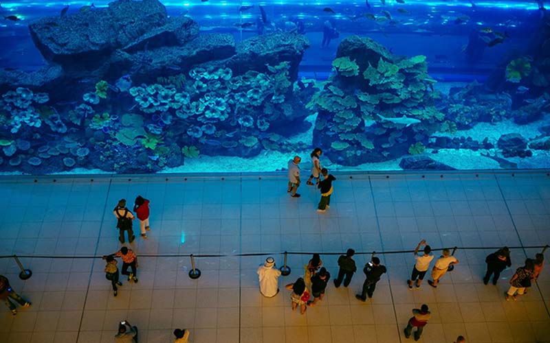 Complete Guide Of Aquarium and Underwater Zoo At Dubai Mall