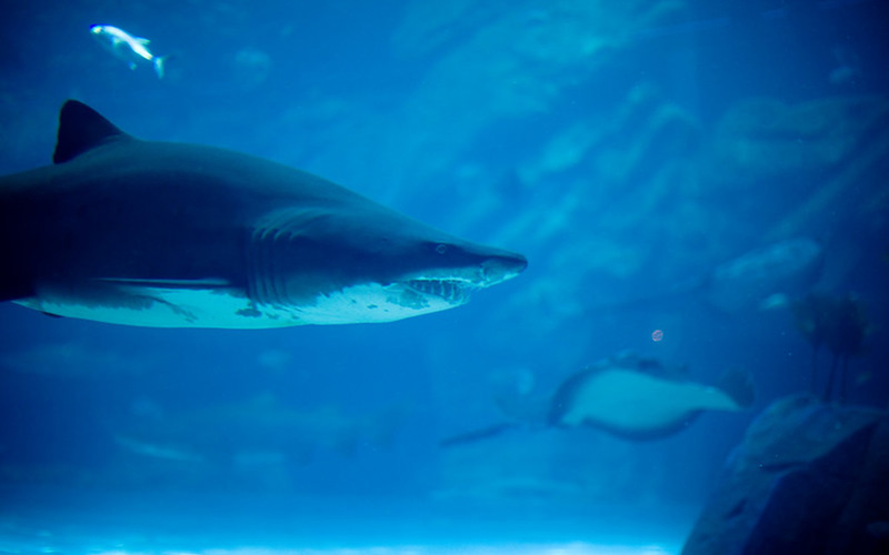 shark walker in underwater zoo