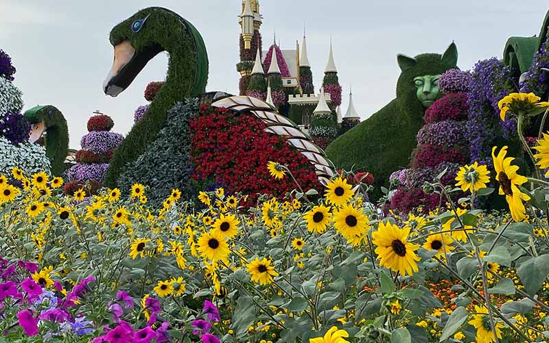 Sunflower Fields in Miracle garden 